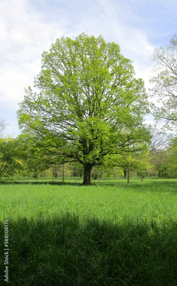 Fototapeta premium Eiche