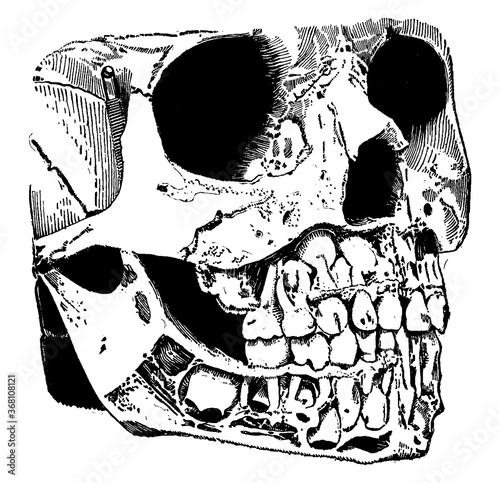 Mouth And Pharynx Areas, vintage illustration.