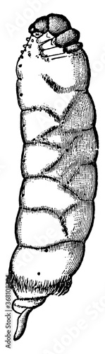 Bagworm or Thyrtdopteryx ephemeraeformis, vintage illustration. photo