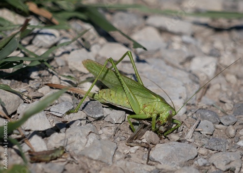 A large green female tailed grasshopper with a long ovipositor sits on a rocky ground against a background of grass and devours a small male. An agricultural pest on a Sunny summer day .