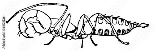 Schizomus or Schizomus crassicaudatus, vintage illustration.