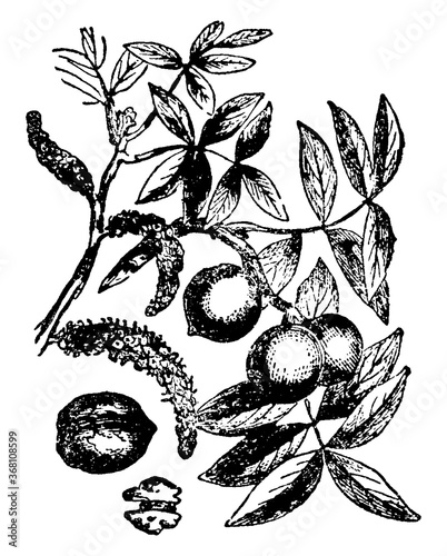 Walnut, vintage illustration.