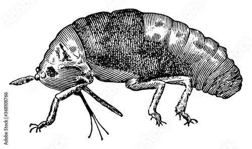 Phylloxera, vintage illustration.