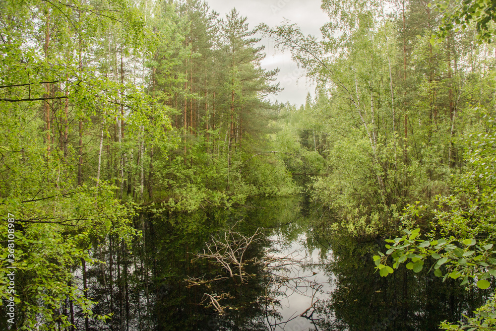 Little lake  with black water and forest in Noginsk area, Moscow region, Russia. Sunny weather