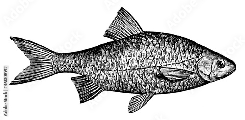 Roach, vintage illustration.