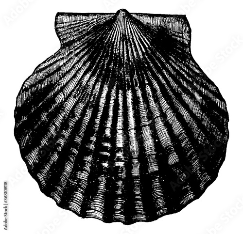 Scallop, vintage illustration.