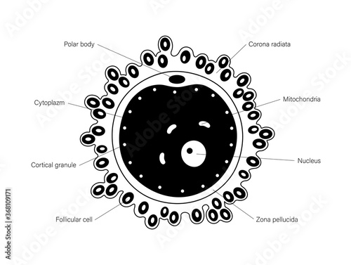 Egg cell anatomy