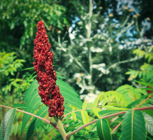 Beautiful red-burgundy infructescence of the smooth sumac ornamental plant, in the background: a silver thistle and bright green tree leaves  photo