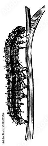 Armyworm, vintage illustration.