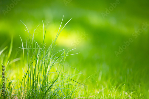 Green grass spring background. Copyspace.