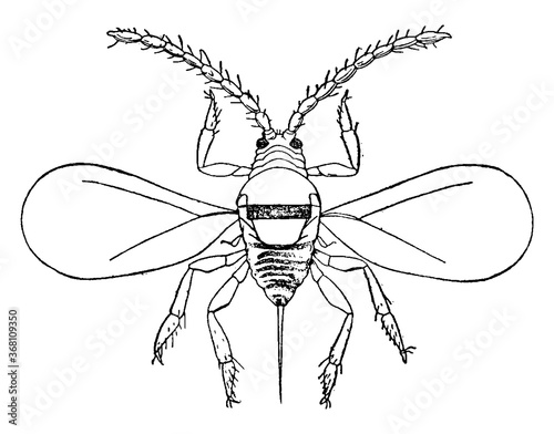 Scale Insect or San Jose scale insect, vintage illustration.