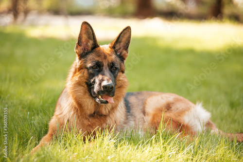 German shepherd lying on the grass in the park. Portrait of a purebred dog.