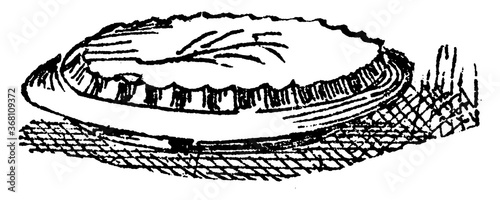 Pie, vintage illustration