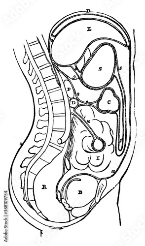 Peritoneum, vintage illustration.