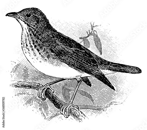 Thrush/Turdidae, vintage illustration