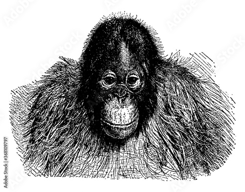Orangutan, vintage illustration.