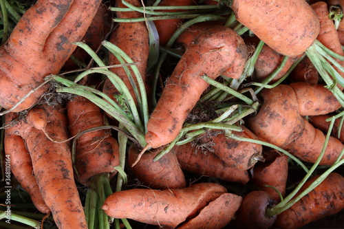 Carrot Vegetable Market Food Images & Pictures 