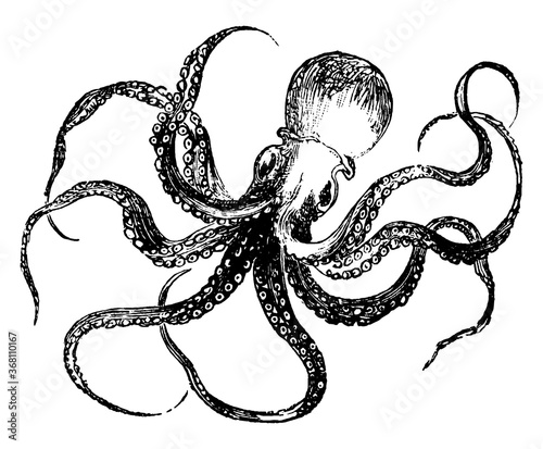 Octopus, vintage illustration.