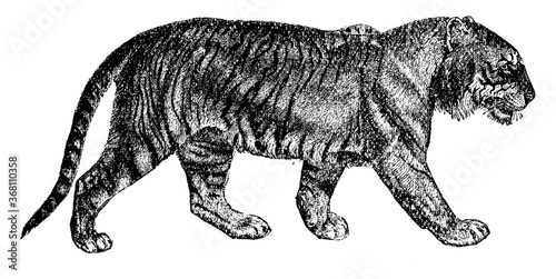 Tiger, vintage illustration.