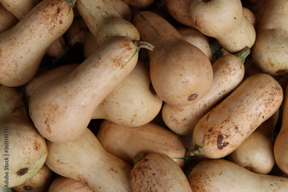 Butternut Squash Vegetable Market Food Images & Pictures Butternut Squash Vegetable Market Food Images & Pictures