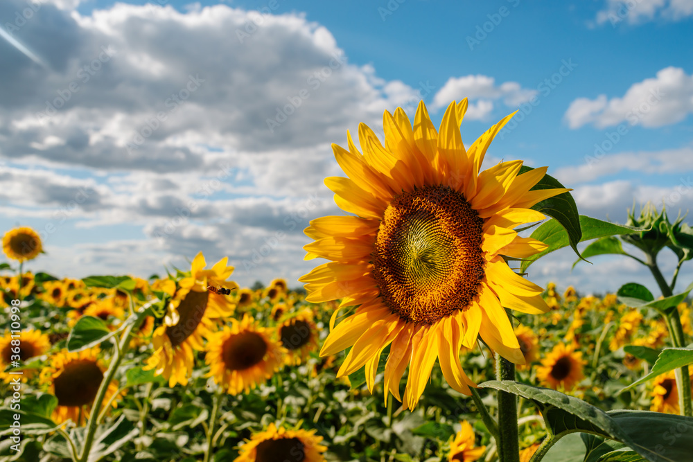 Fototapeta premium Sunflower in a field of sunflowers under blue sky and beautiful clouds in an agricultural field