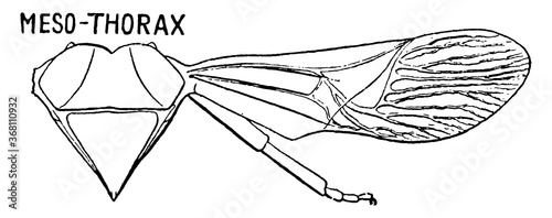 Stink Bug Mesothorax, vintage illustration.