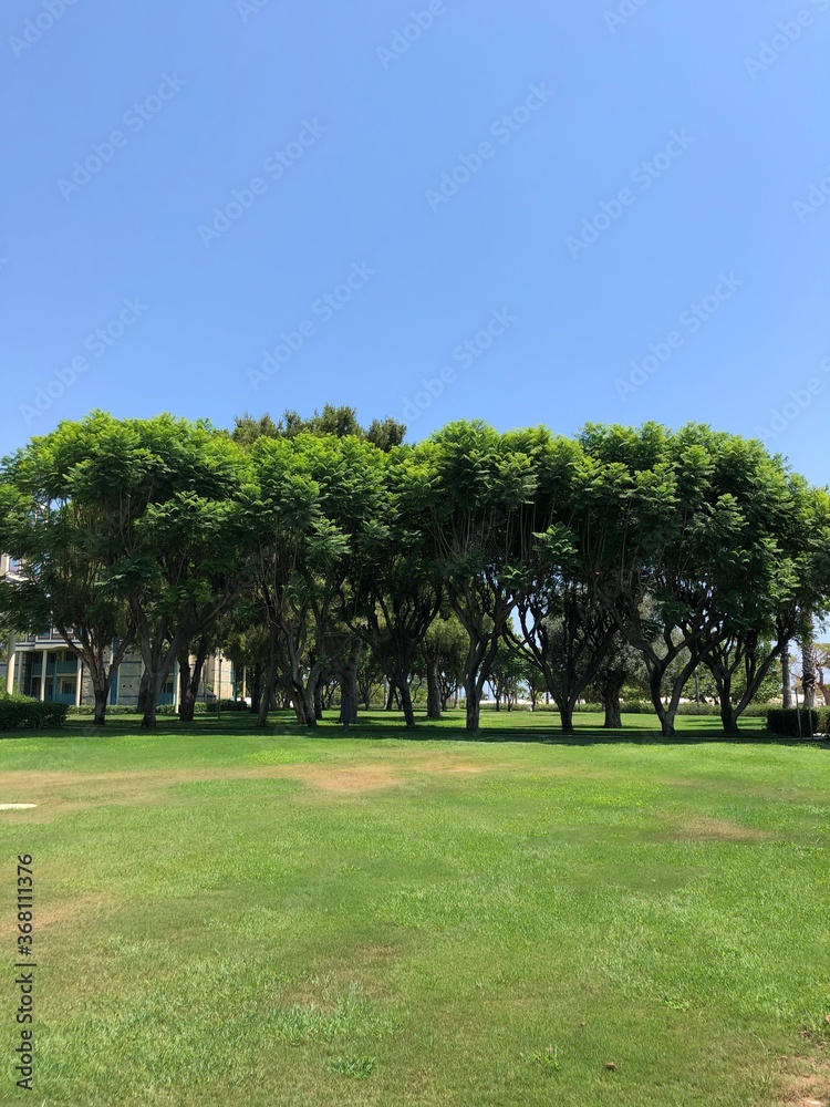 Fototapeta premium trees in the park