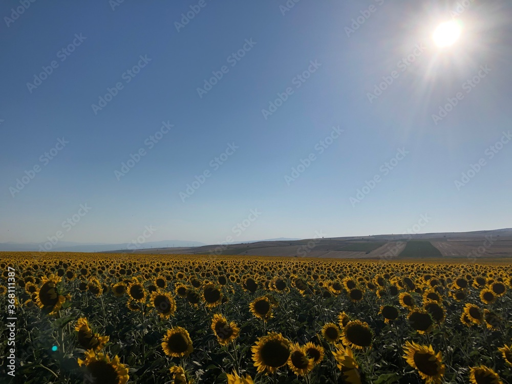 Obraz premium field of sunflowers