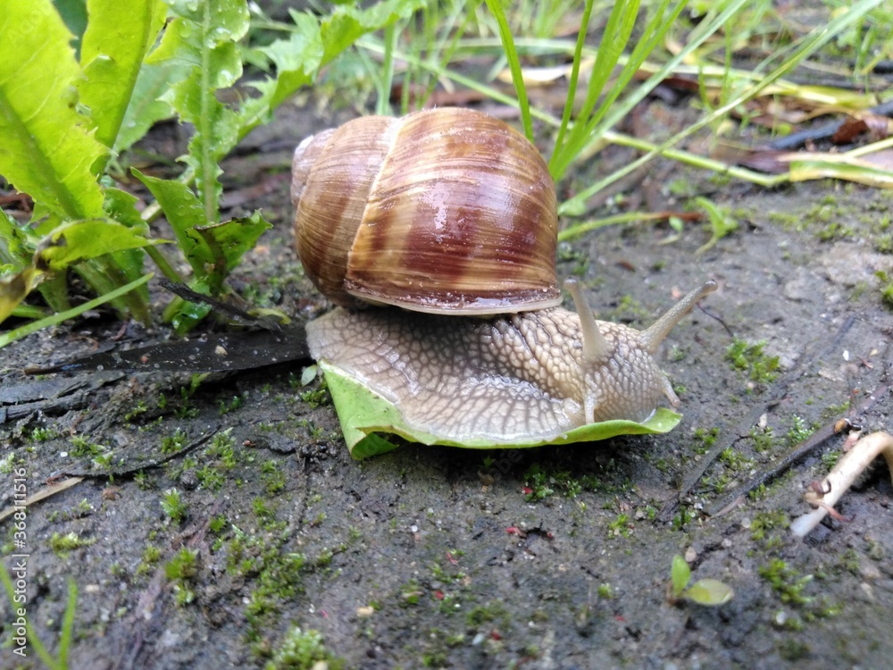 Ślimak winniczek Ślimak winniczek