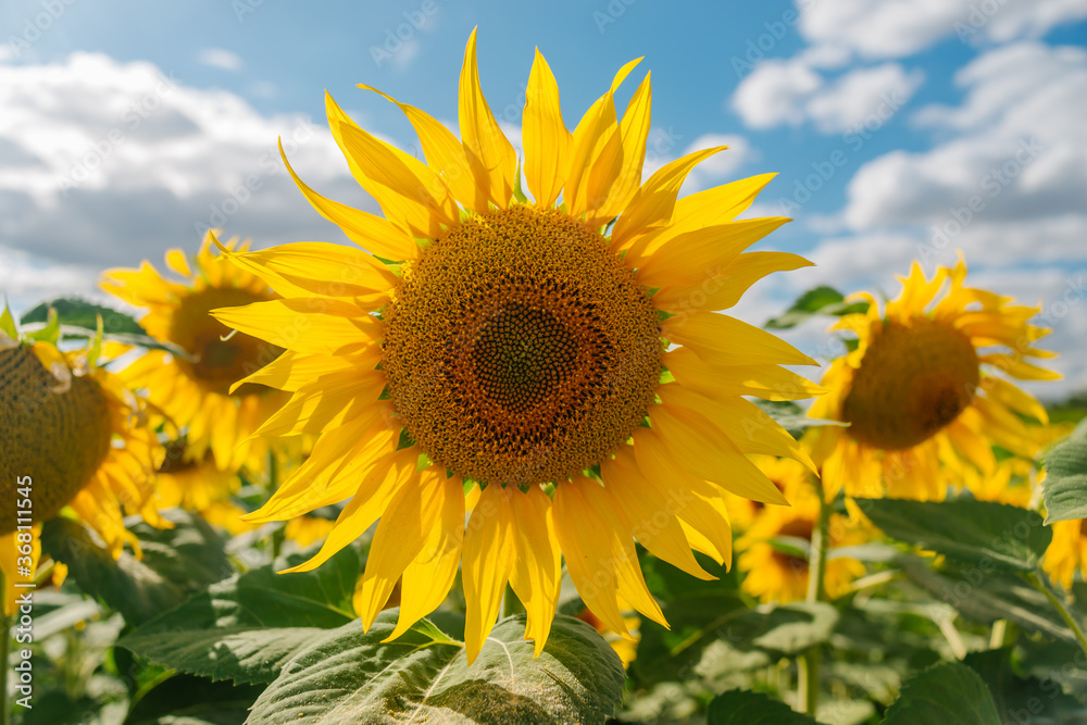 Sunflower in a field of sunflowers under blue sky and beautiful clouds in an agricultural field Sunflower in a field of sunflowers under blue sky and beautiful clouds in an agricultural field
