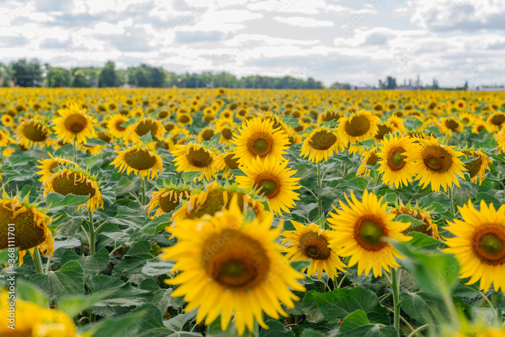 Fototapeta premium Sunflower in a field of sunflowers under blue sky and beautiful clouds in an agricultural field