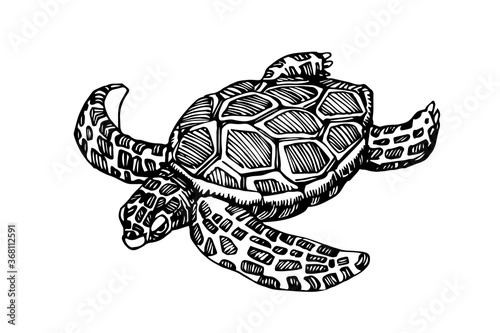 swimming sea turtle in a shell with ornament, for logo or emblem, vector illustration with black ink lines isolated on a white background in a doodle & hand drawn style
