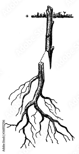Root-Grafting, vintage illustration.