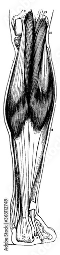 Muscles of the Leg, vintage illustration.