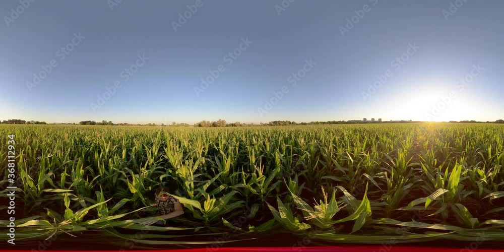 4K 360 VR Virtual Reality A man walks in a corn field at sunset
