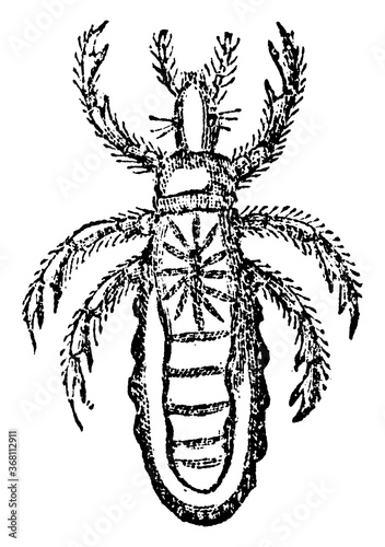 Crab Louse, vintage illustration.
