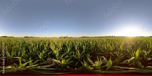 4K 360 VR Virtual Reality A man walks in a corn field at sunset