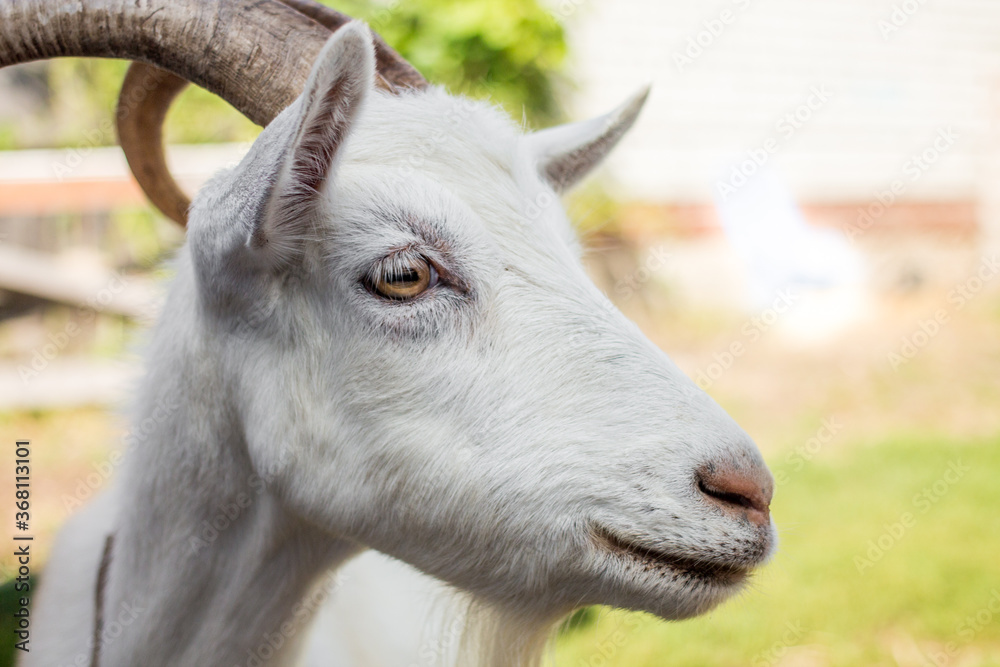 Goat in farm with blured background, Russia Goat in farm with blured background, Russia