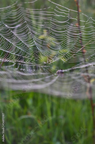 Spider sits on a web in the woods