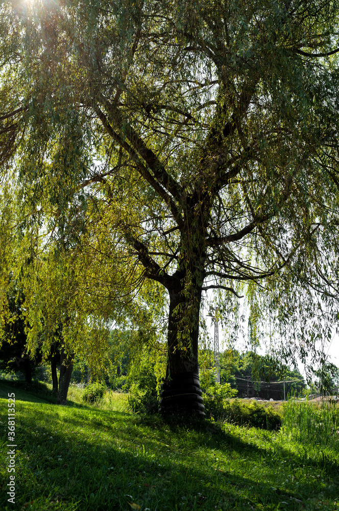 Willow Tree