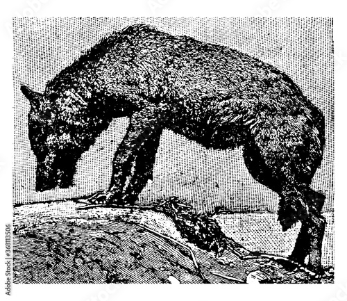 Wolf or Canis Lupus, vintage illustration. photo