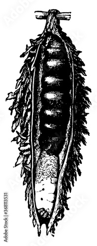 Bagworm or Thyrtdopteryx ephemeraeformis, vintage illustration.