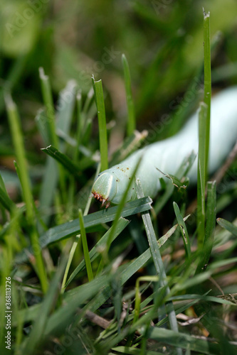 Une chenille sphinx du saule dans le gazon photo