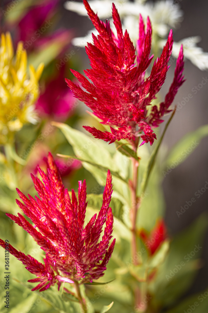 Red cockscomb flowers in bloom with hairy petals close up still Red cockscomb flowers in bloom with hairy petals close up still