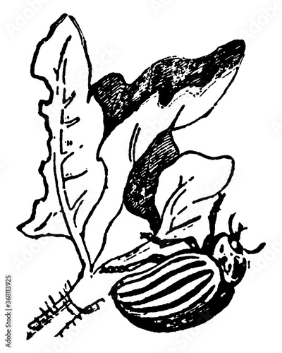 Potato Bug, vintage illustration.