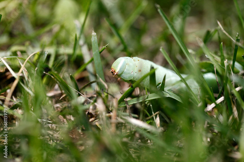 Une chenille sphinx du saule dans le gazon photo