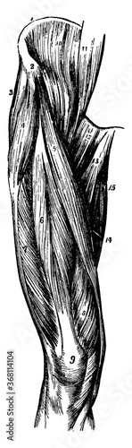 Muscles of the Thigh, vintage illustration.