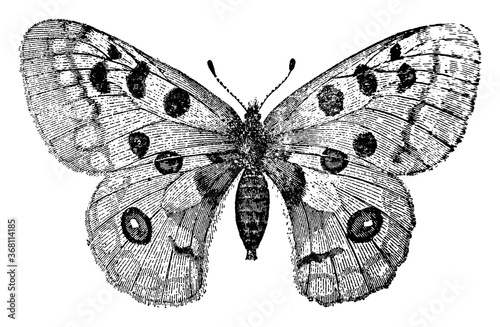 Apollo Butterfly or Parnassius Apollo or Apollo Mountain Apollo, vintage illustration. photo