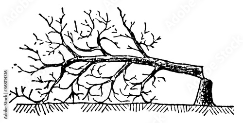 Slashing, vintage illustration