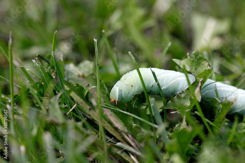 Une chenille sphinx du saule dans le gazon photo